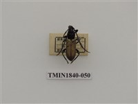 藏品(菲律賓產昆蟲)的圖片